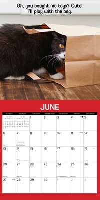 2027 Willow Creek Cattitudes 12" x 12" Monthly Wall Calendar, Assorted Colors (59609)
