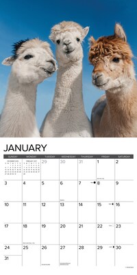 2027 Willow Creek Alpacas 12" x 12" Monthly Wall Calendar, Assorted Colors (58695)