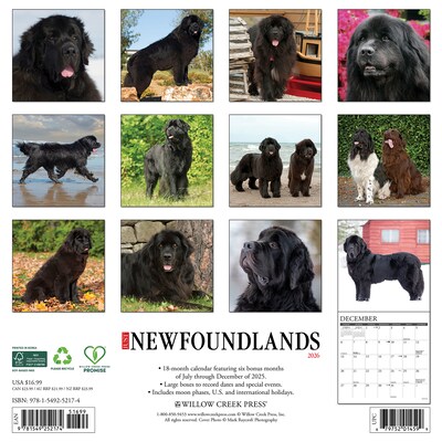 2026 Willow Creek Newfoundlands 12 x 12 Monthly Wall Calendar (52174)