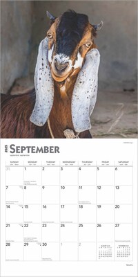 2025 BrownTrout Goats 12" x 12" Monthly Square Wall Calendar (9781975477042)