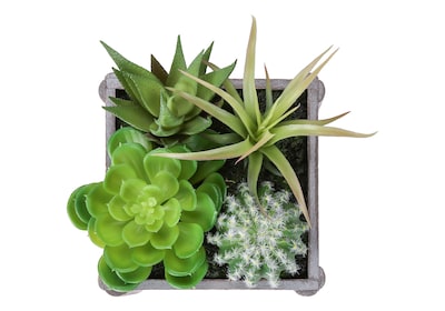 Monarch Specialties Inc. 8" Artificial Succulent Plant in Pot, 2/Set (I 9370)
