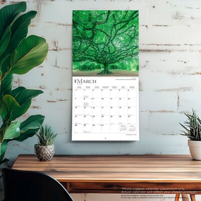 2027 BrownTrout The Majesty of Trees 12" x 12" Monthly Wall Calendar (9798330711574)