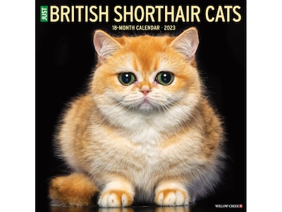 2023 Willow Creek British Shorthair Cats 12 x 12 Monthly Wall Calendar (25079)