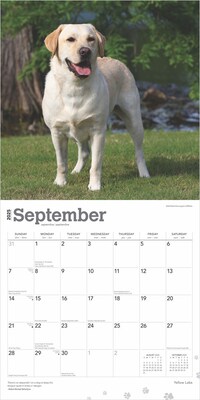 2025 BrownTrout Yellow Labrador Retrievers 12" x 12" Monthly Square Wall Calendar (9781975477363)