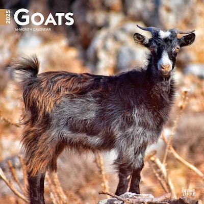 2025 BrownTrout Goats 12 x 12 Monthly Square Wall Calendar (9781975477042)