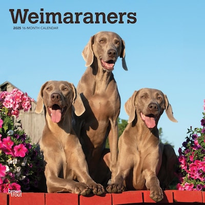 2025 BrownTrout Weimaraners 12 x 12 Monthly Wall Calendar (9781975477943)