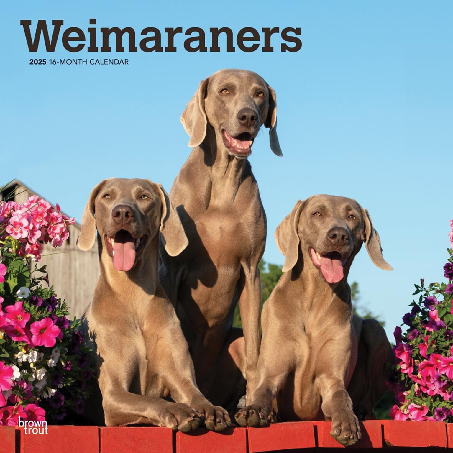 2025 BrownTrout Weimaraners 12 x 12 Monthly Wall Calendar (9781975477943)