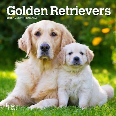 2025 BrownTrout Golden Retrievers 7 x 7 Monthly Wall Calendar (9781975473631)