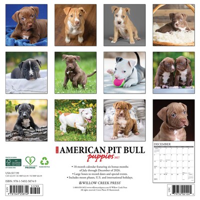 2027 Willow Creek American Pit Bull Terrier Puppies 12 x 12 Monthly Wall Calendar, Assorted Colors (58749)