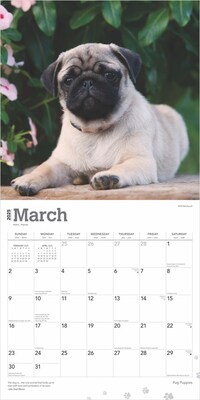 2025 BrownTrout Pug Puppies 12" x 12" Monthly Wall Calendar (9781975477561)
