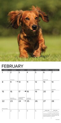 2026 Willow Creek Longhaired Dachshunds 12" x 12" Monthly Wall Calendar (55939)