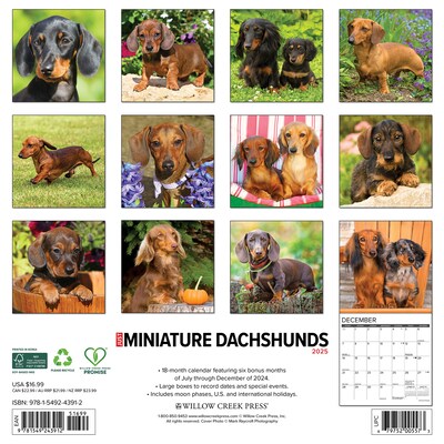 2025 Willow Creek Just Miniature Dachshunds 12 x 12 Monthly Wall Calendar (43912)