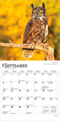 2026 BrownTrout Owls 7" x 7" Monthly Wall Calendar (9798330705047)