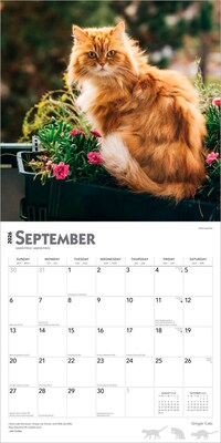 2026 BrownTrout Ginger Cats 12" x 12" Monthly Wall Calendar (9798330703425)