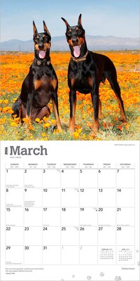 2026 BrownTrout Dobermans 12" x 12" Monthly Wall Calendar (9798330703159)
