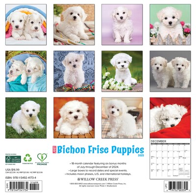 2025 Willow Creek Just Bichon Frise Puppies 12 x 12 Monthly Wall Calendar (41734)
