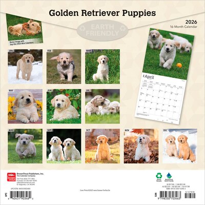 2026 BrownTrout Golden Retriever Puppies 12 x 12 Monthly Wall Calendar (9798330703463)