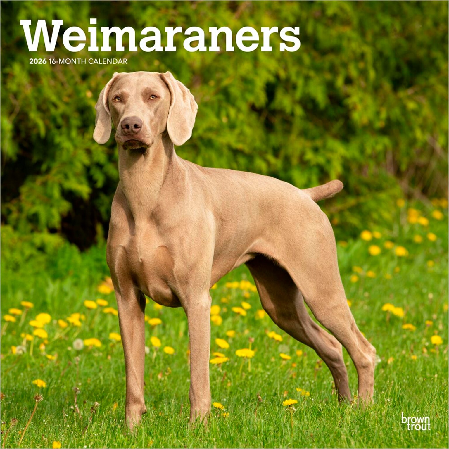 2026 BrownTrout Weimaraners 12 x 12 Monthly Wall Calendar (9798330706211)