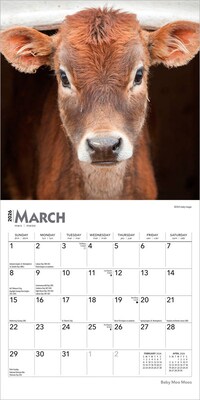2026 BrownTrout Baby Moo Moos 7" x 7" Monthly Wall Calendar (9798330702275)