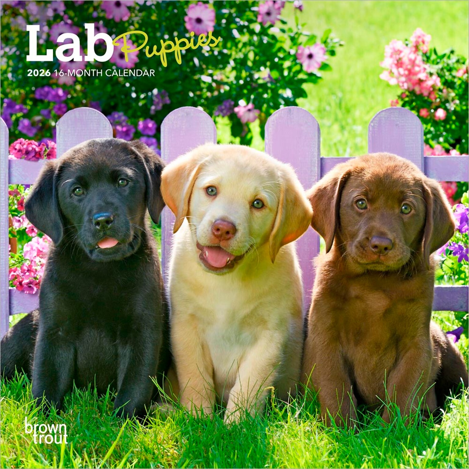 2026 BrownTrout Lab Puppies 7 x 7 Monthly Wall Calendar (9798330704163)