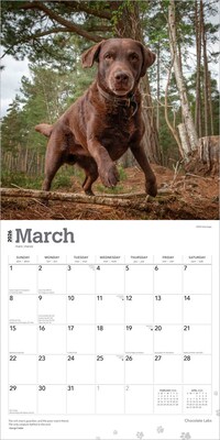 2026 BrownTrout Chocolate Labrador Retrievers 12" x 12" Monthly Wall Calendar (9798330704255)