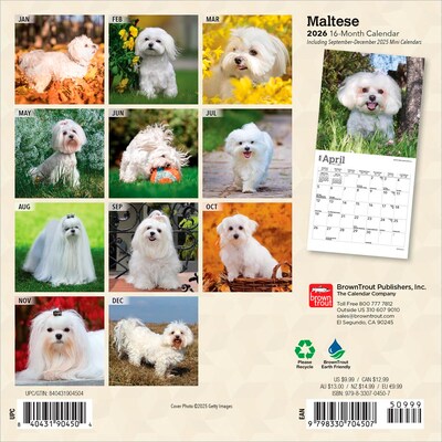 2026 BrownTrout Maltese 7 x 7 Monthly Wall Calendar (9798330704507)