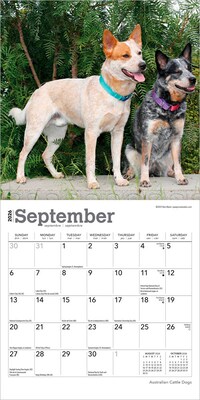 2026 BrownTrout Australian Cattle Dogs 7" x 7" Monthly Wall Calendar (9798330702183)