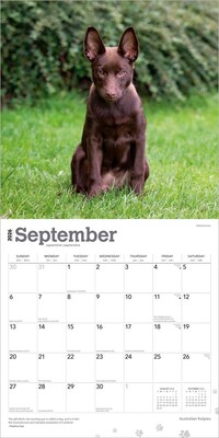 2026 BrownTrout Australian Kelpies 12" x 12" Monthly Wall Calendar (9798330702206)