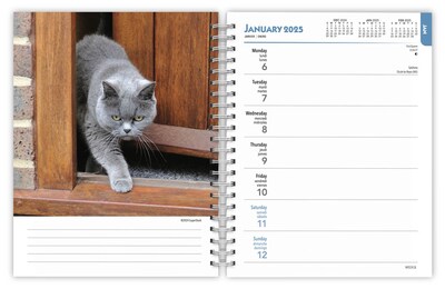 2025 BrownTrout Cat Lovers 6" x 7.75" Weekly Engagement Planner, Paper Cover, Multicolored (9781975473204)
