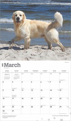 2025 BrownTrout For the Love of Golden Retrievers 7" x 12" Monthly  Wall Calendar (9781975473044)