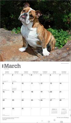 2026 BrownTrout For the Love of Bulldogs 14" x 12" Monthly Wall Calendar (9798330707133)