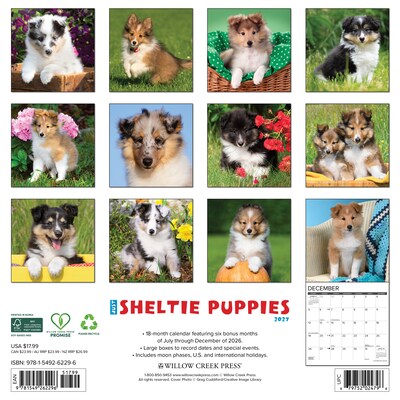 2027 Willow Creek Sheltie Puppies 12 x 12 Monthly Wall Calendar, Assorted Colors (62296)
