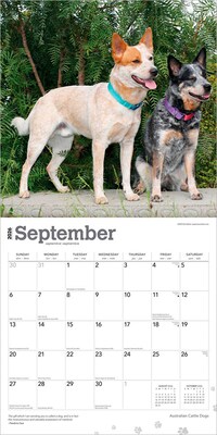 2026 BrownTrout Australian Cattle Dogs 12" x 12" Monthly Wall Calendar (9798330702190)