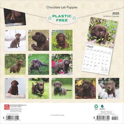 2025 BrownTrout Chocolate Labrador Retriever Puppies 12 x 12 Monthly  Wall Calendar (9781975477325