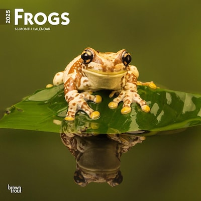 2025 BrownTrout Frogs 12 x 24 Monthly Square Wall Calendar (9781975476991)