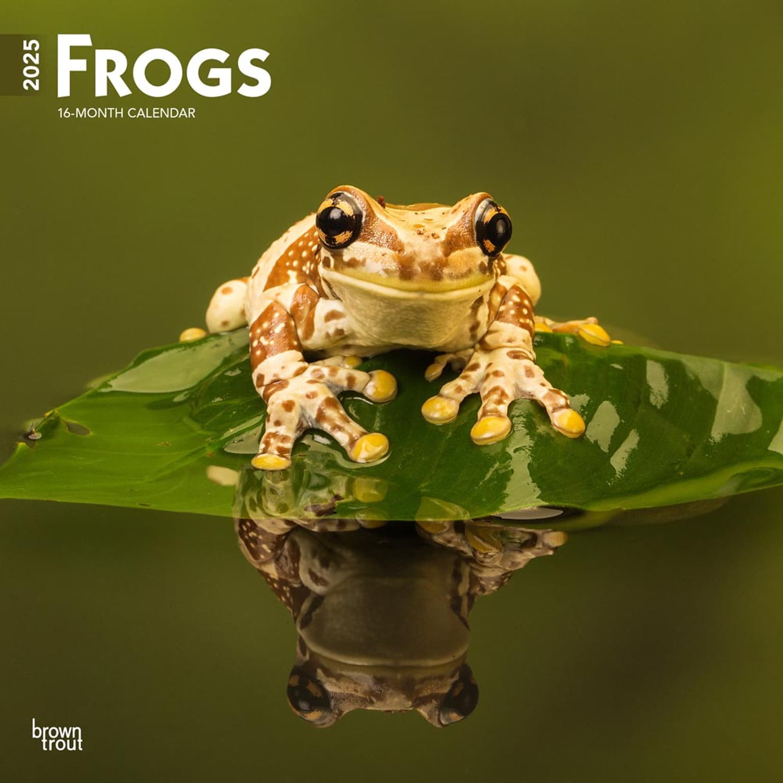 2025 BrownTrout Frogs 12 x 24 Monthly Square Wall Calendar (9781975476991)