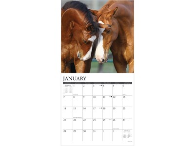 2024 Willow Creek Just Horses 12" x 12" Monthly Wall Calendar (33975)