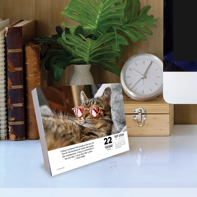 2026 Willow Creek Bad Kitties 6.2" x 5.4" Day-to-Day Calendar (53959)