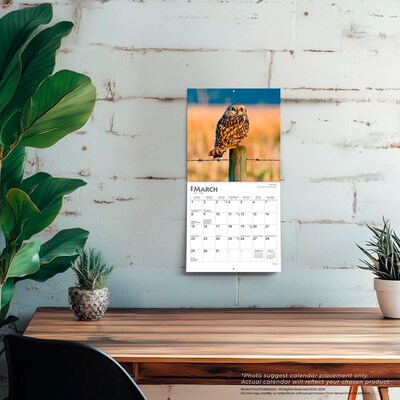 2026 BrownTrout Owls 7" x 7" Monthly Wall Calendar (9798330705047)
