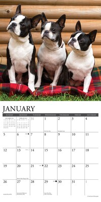 2025 Willow Creek Boston Terriers 12" x 12" Monthly Wall Calendar, Multicolor (41925)