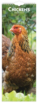 2025 BrownTrout Chickens 7 x 12 Monthly Slimline Wall Calendar (9781975478483)