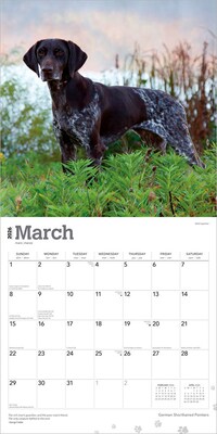 2026 BrownTrout German Shorthaired Pointers 12" x 12" Monthly Wall Calendar (9798330703401)