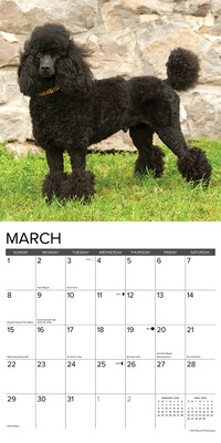 2026 Willow Creek Toy & Miniature Poodles 12" x 12" Monthly Wall Calendar (55588)