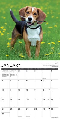 2027 Willow Creek Beagle Rules 12" x 12" Monthly Wall Calendar, Assorted Colors (59098)