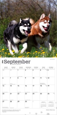 2026 BrownTrout Alaskan Malamutes 12" x 12" Monthly Wall Calendar (9798330702053)