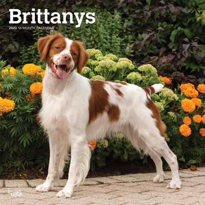 2023 BrownTrout Brittanys 12 x 24 Monthly Wall Calendar, (9781975454975)