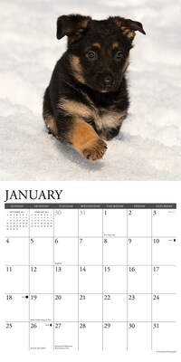 2026 Willow Creek German Shepherd Puppies 12" x 12" Monthly Wall Calendar (51221)