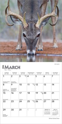 2026 BrownTrout White Tailed Deer 7" x 7" Monthly Wall Calendar (9798330706327)
