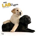 2023 BrownTrout Lab Puppies 12 x 24 Monthly Wall Calendar, (9781975449254)