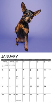 2026 Willow Creek Miniature Pinschers 12" x 12" Monthly Wall Calendar (51931)